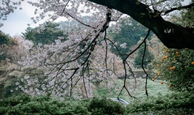 Tokyo, Japonya 'da kiraz çiçeği mevsimi. Kiraz çiçeklerini (hanami) izlemek Japonya 'daki en büyük festivallerden biridir..