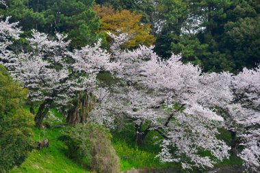 Tokyo, Japonya 'da kiraz çiçeği mevsimi. Kiraz çiçeklerini (hanami) izlemek Japonya 'daki en büyük festivallerden biridir..