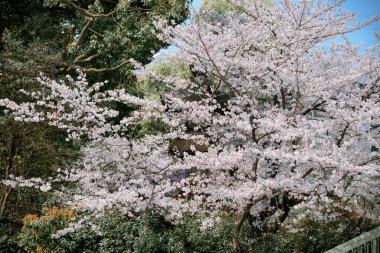 Tokyo, Japonya 'da kiraz çiçeği mevsimi. Kiraz çiçeklerini (hanami) izlemek Japonya 'daki en büyük festivallerden biridir..