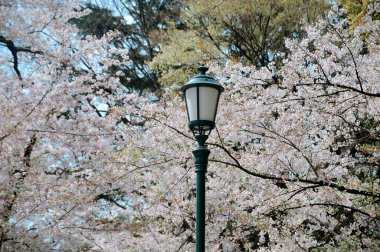 Tokyo, Japonya 'da kiraz çiçeği mevsimi. Kiraz çiçeklerini (hanami) izlemek Japonya 'daki en büyük festivallerden biridir..