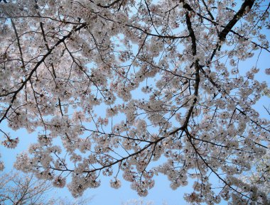 Tokyo, Japonya 'da kiraz çiçeği mevsimi. Kiraz çiçeklerini (hanami) izlemek Japonya 'daki en büyük festivallerden biridir..