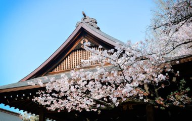 Tokyo, Japonya 'da kiraz çiçeği mevsimi. Kiraz çiçeklerini (hanami) izlemek Japonya 'daki en büyük festivallerden biridir..