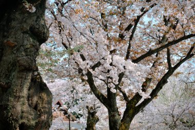 Tokyo, Japonya 'da kiraz çiçeği mevsimi. Kiraz çiçeklerini (hanami) izlemek Japonya 'daki en büyük festivallerden biridir..