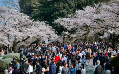 Tokyo, Japonya - 7 Nisan 2019. İnsanlar Tokyo, Japonya 'da kiraz çiçeği mevsiminin tadını çıkarıyorlar. Kiraz çiçeklerini (hanami) izlemek Japonya 'daki en büyük festivallerden biridir..