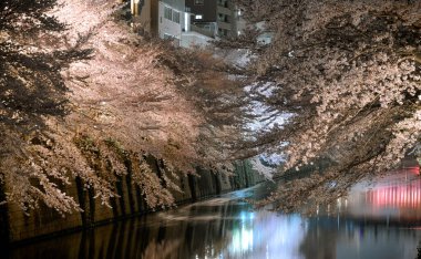 Tokyo, Japonya 'daki Meguro Nehri' nin kıyısında açan kiraz çiçeklerinin gece manzarası.