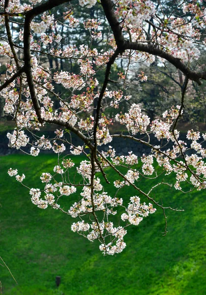Sezon Kwitnienia Wiśni Tokio Japonia Oglądanie Kwiatów Wiśni Hanami Jeden — Zdjęcie stockowe