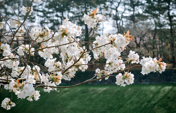 Temporada Flores Cerejeira Tóquio Japão Ver Flores Cerejeira Hanami Dos — Fotografia de Stock