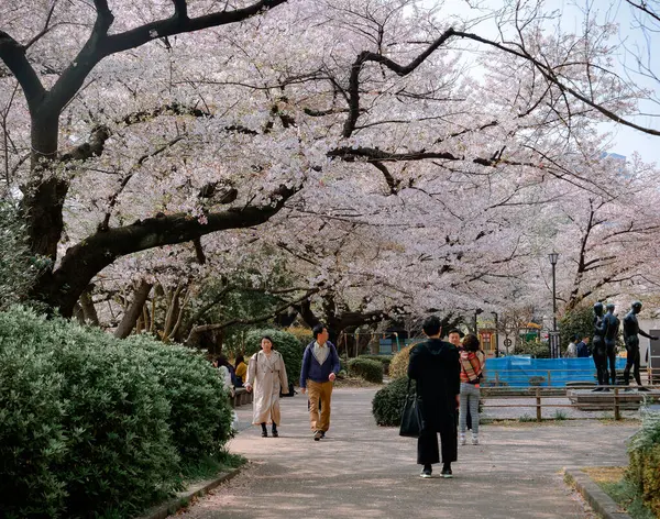 Tokio Japón Apr 2019 Gente Disfruta Temporada Flores Cerezo Tokio —  Fotos de Stock