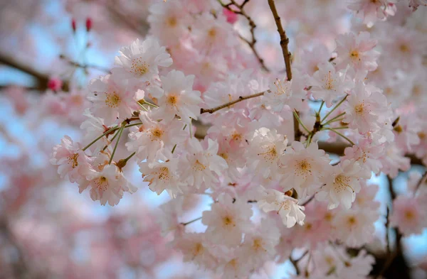 日本东京的樱花盛开季节 观赏樱花 Hanami 是日本最大的节日之一 — 图库照片