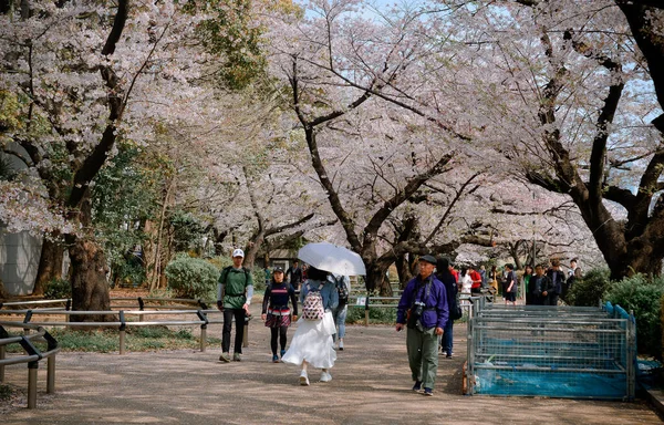 Tóquio Japão Abril 2019 Pessoas Gostam Temporada Flores Cerejeira Tóquio — Fotografia de Stock