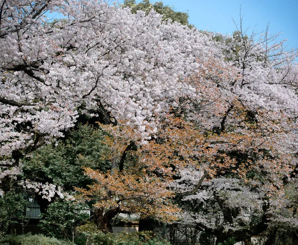 Körsbärsblomning Tokyo Japan Att Körsbärsblommorna Hanami Största Festivalerna Japan — Stockfoto