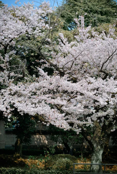 Сезон Цвітіння Токіо Японія Один Найбільших Свят Японії Бачачи Цвіт — стокове фото