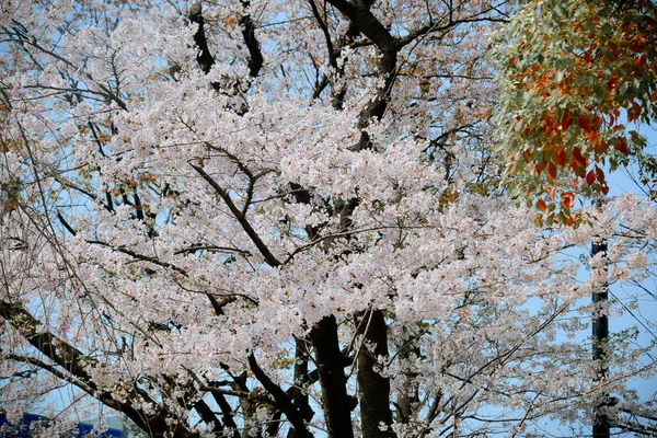 Сезон Цветения Сакуры Токио Япония Наблюдение Цветением Вишни Ханами Один — стоковое фото