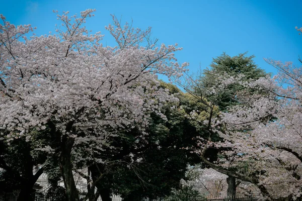 도쿄에서는 벚꽃의 계절이다 일본에서 축제중 — 스톡 사진