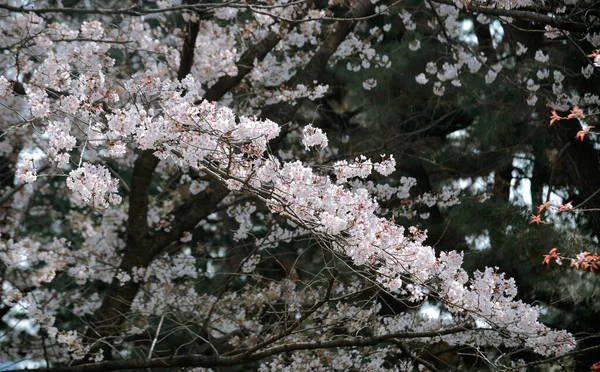 Cherry Blossom Season Tokyo Japan Watching Cherry Blossoms Hanami One — Stock Photo, Image