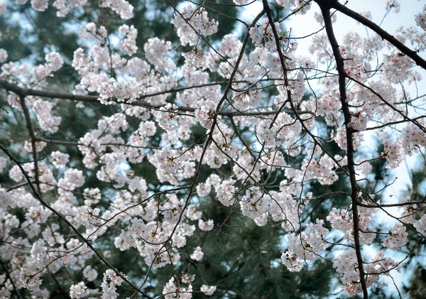 도쿄에서는 벚꽃의 계절이다 일본에서 축제중 — 스톡 사진