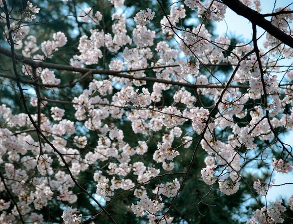 Körsbärsblomning Tokyo Japan Att Körsbärsblommorna Hanami Största Festivalerna Japan — Stockfoto