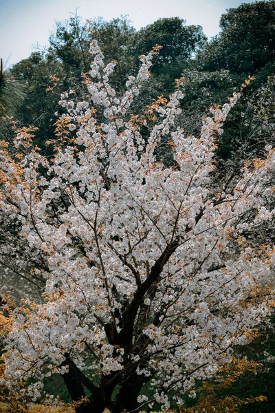 Cseresznyevirág Szezon Tokióban Japánban Nézni Cseresznyevirágzást Hanami Egyik Legnagyobb Fesztivál — Stock Fotó