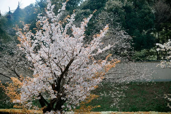 Saison Des Fleurs Cerisier Tokyo Japon Regarder Les Fleurs Cerisier — Photo