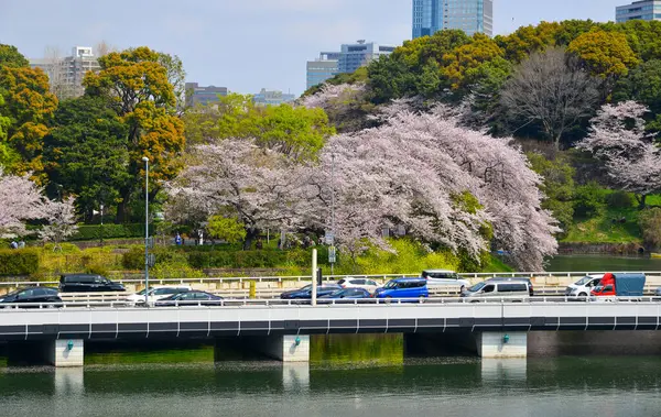 Tokio Japonia Kwietnia 2019 Ulica Tokio Sezonie Kwitnienia Oglądanie Kwiatów — Zdjęcie stockowe