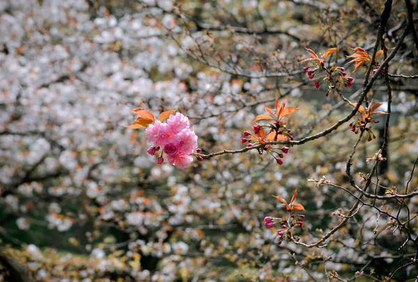 Sezóna Kvetoucích Třešní Tokiu Japonsku Sledování Květu Třešní Hanami Jedním — Stock fotografie