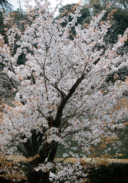 Kirschblütensaison Tokio Japan Das Zuschauen Der Kirschblüten Hanami Ist Eines — Stockfoto