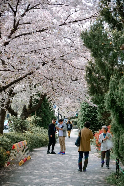 Tokio Japonia Kwietnia 2019 Ludzie Cieszą Się Sezonem Kwitnienia Wiśni — Zdjęcie stockowe