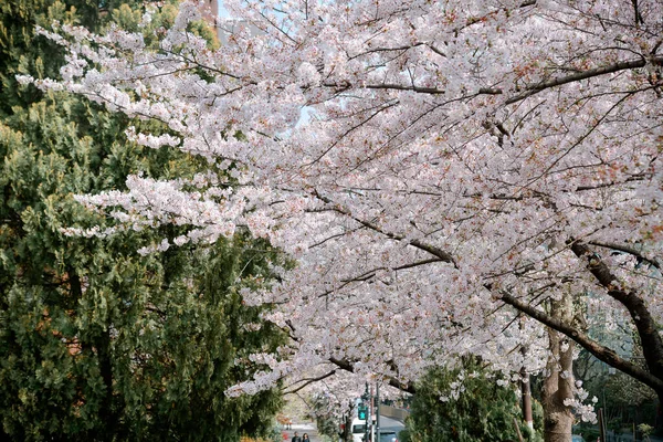 Sezon Kwitnienia Wiśni Tokio Japonia Oglądanie Kwiatów Wiśni Hanami Jeden — Zdjęcie stockowe
