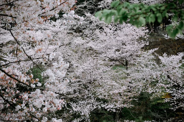 Εποχή Ανθίσεων Κερασιάς Στο Τόκιο Ιαπωνία Βλέποντας Άνθη Της Κερασιάς — Φωτογραφία Αρχείου