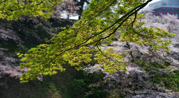 在日本东京的一个公园里 绿色枫树在阳光下生长 — 图库照片