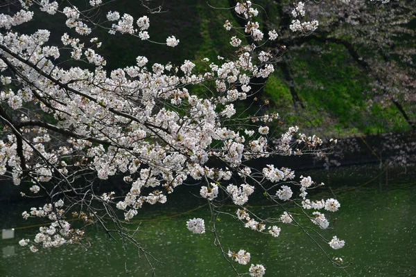 Cseresznyevirág Szezon Tokióban Japánban Nézni Cseresznyevirágzást Hanami Egyik Legnagyobb Fesztivál — Stock Fotó