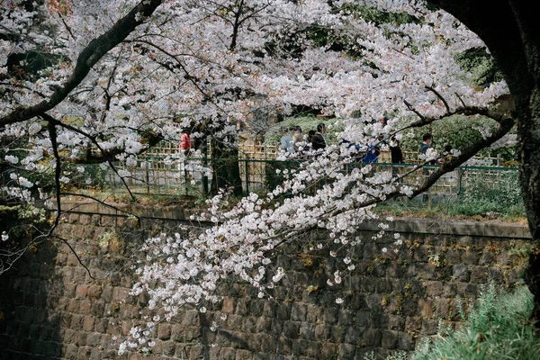 日本东京的樱花盛开季节 观赏樱花 Hanami 是日本最大的节日之一 — 图库照片
