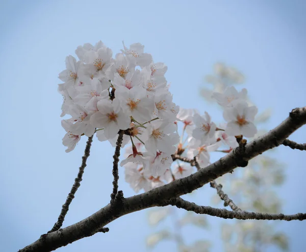 Temporada Flores Cerezo Tokio Japón Ver Las Flores Cerezo Hanami —  Fotos de Stock
