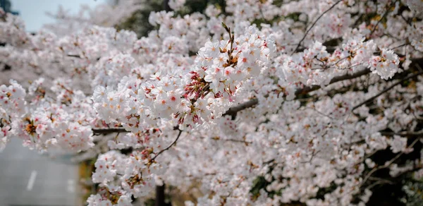Εποχή Ανθίσεων Κερασιάς Στο Τόκιο Ιαπωνία Βλέποντας Άνθη Της Κερασιάς — Φωτογραφία Αρχείου