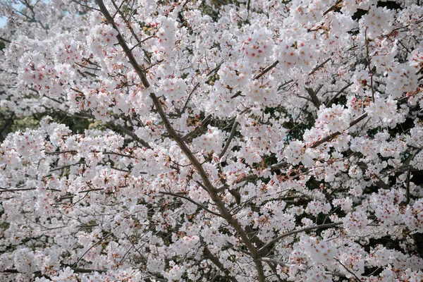 Saison Des Fleurs Cerisier Tokyo Japon Regarder Les Fleurs Cerisier — Photo