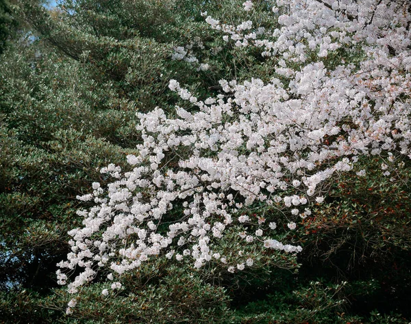 Temporada Flores Cerezo Tokio Japón Ver Las Flores Cerezo Hanami — Foto de Stock