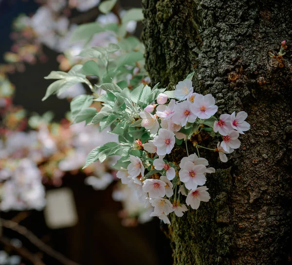Temporada Flores Cerezo Tokio Japón Ver Las Flores Cerezo Hanami —  Fotos de Stock