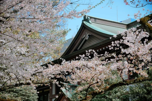 stock image Cherry blossom season in Tokyo, Japan. Watching the cherry blossoms (hanami) is one of the biggest festivals in Japan.