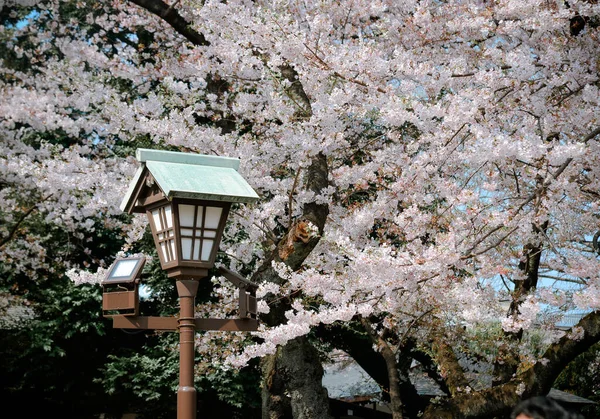 Tokyo Japonya Kiraz Çiçeği Mevsimi Kiraz Çiçeklerini Hanami Izlemek Japonya — Stok fotoğraf