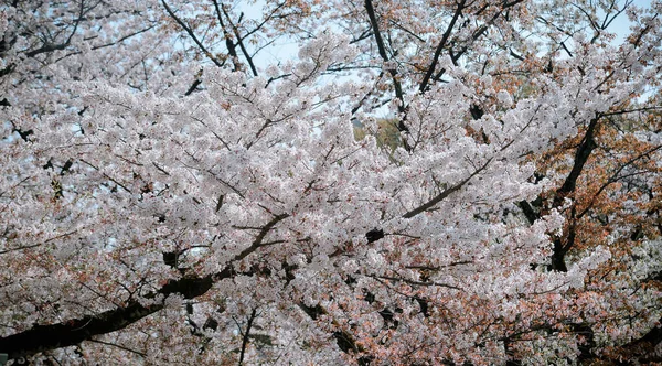Temporada Flores Cerezo Tokio Japón Ver Las Flores Cerezo Hanami — Foto de Stock