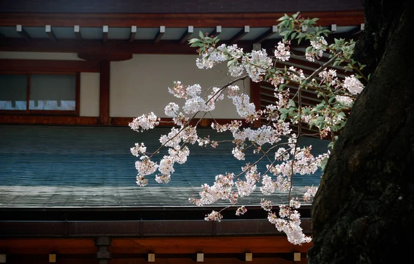 Sezóna Kvetoucích Třešní Tokiu Japonsku Sledování Květu Třešní Hanami Jedním — Stock fotografie