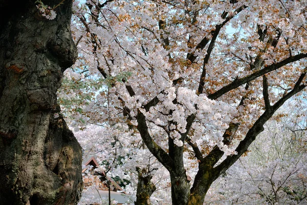 日本の桜の季節 を見ることは日本最大の祭りの一つです — ストック写真