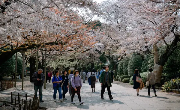 Tokio Japón Apr 2019 Gente Disfruta Temporada Flores Cerezo Tokio —  Fotos de Stock