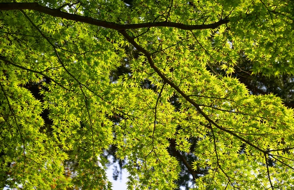 Japonya Tokyo Bir Parkta Güneşin Altında Yeşil Akçaağaç Yaprakları — Stok fotoğraf
