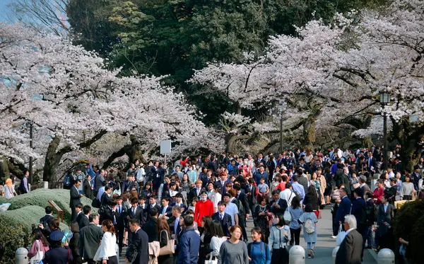 Tokio Japón Apr 2019 Gente Disfruta Temporada Flores Cerezo Tokio — Foto de Stock