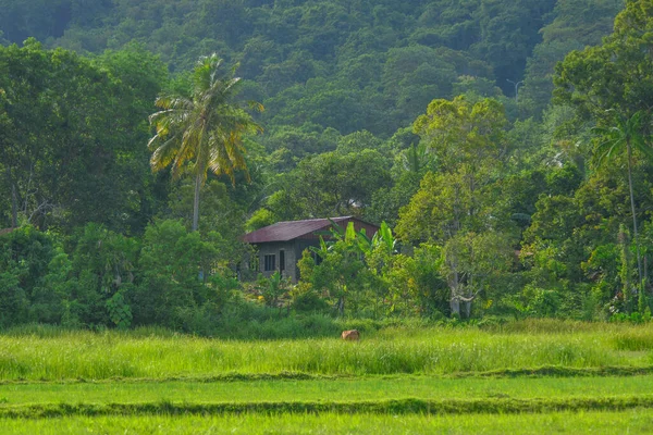 马来西亚朗卡维岛的农村风景和老房子 — 图库照片