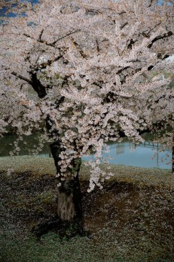 Hakodate, Hokkaido, Japonya 'daki Goryokaku Kalesi' nde şeftali çiçekleri (sakura) çiçek açtı..