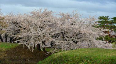Hakodate, Hokkaido, Japonya 'daki Goryokaku Parkı' nda kiraz çiçekleri çiçek açmış..