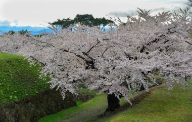 Hakodate, Hokkaido, Japonya 'daki Goryokaku Parkı' nda kiraz çiçekleri (sakura) açan bahar manzarası.