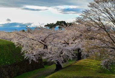 Hakodate, Hokkaido, Japonya 'daki Goryokaku Parkı' nda kiraz çiçekleri (sakura) açan bahar manzarası.